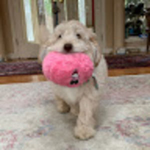 Meet your Posher, Caitlin